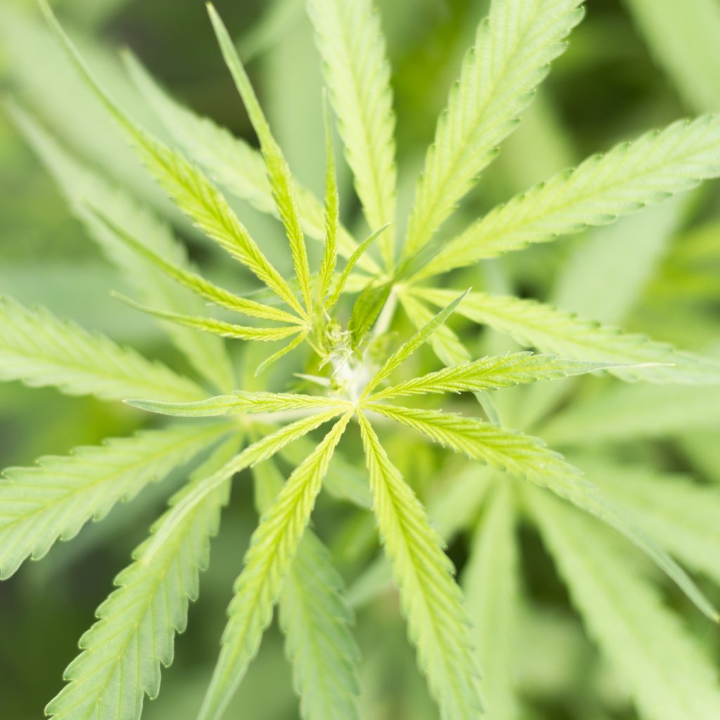 Coogni CBD Vollspektrum Hanföl Brandingreportage