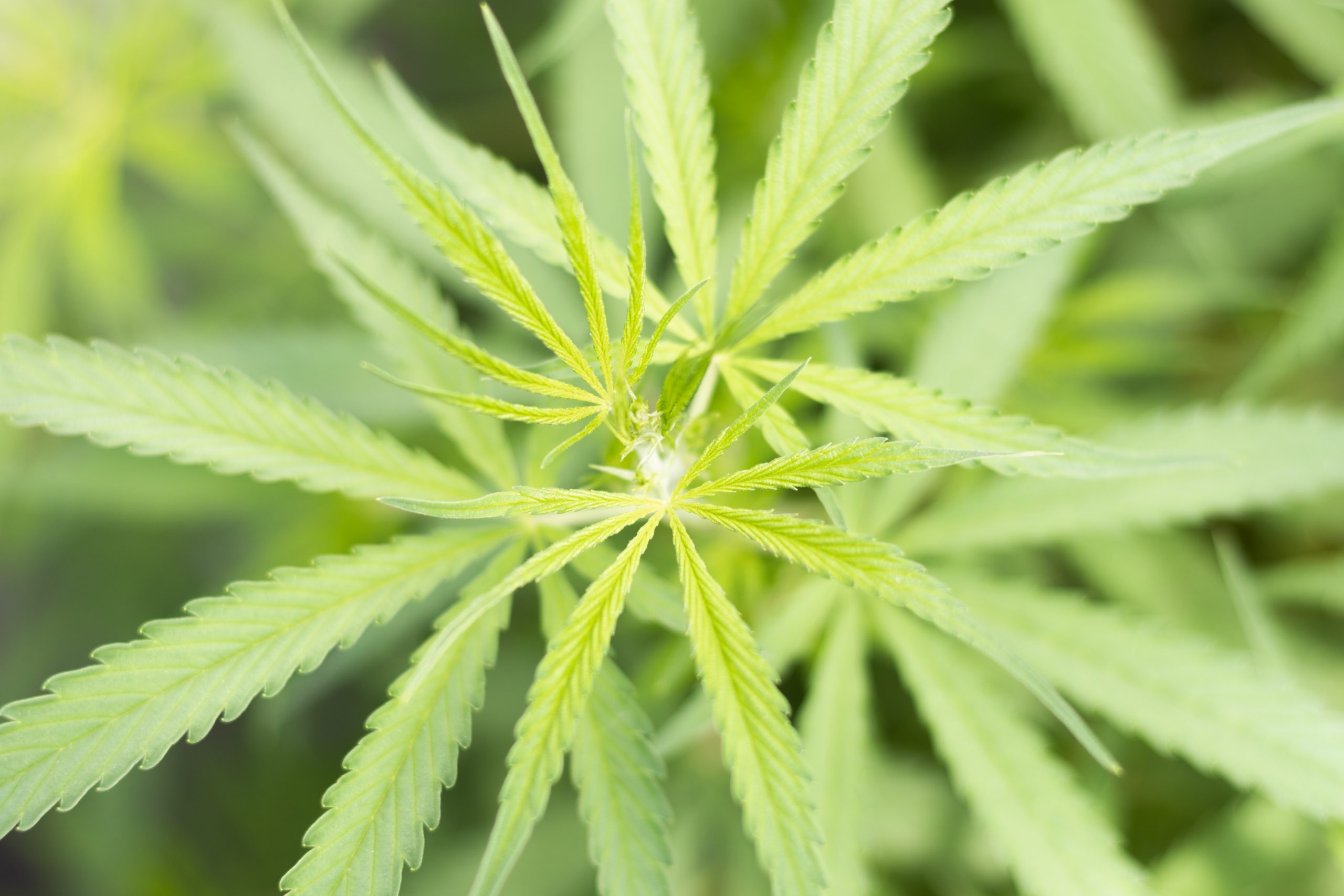 Coogni CBD Vollspektrum Hanföl Brandingreportage