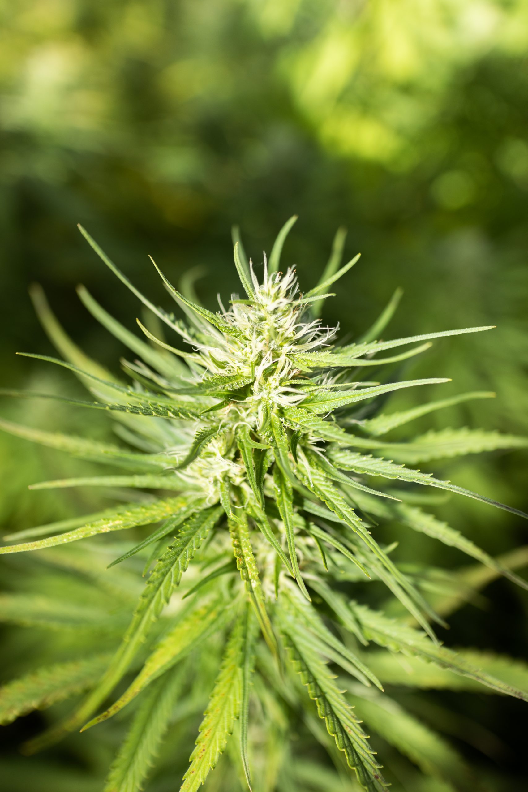 CBD Nutzhanf Brandingreportage