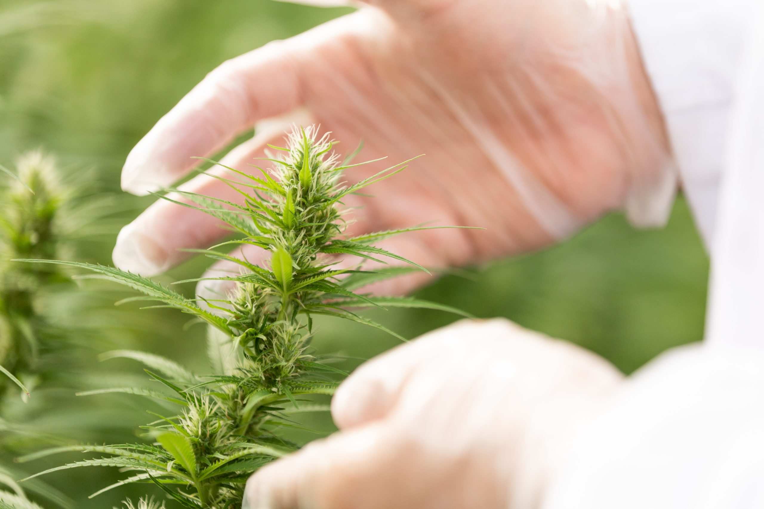 Coogni CBD Vollspektrum Hanföl Brandingreportage