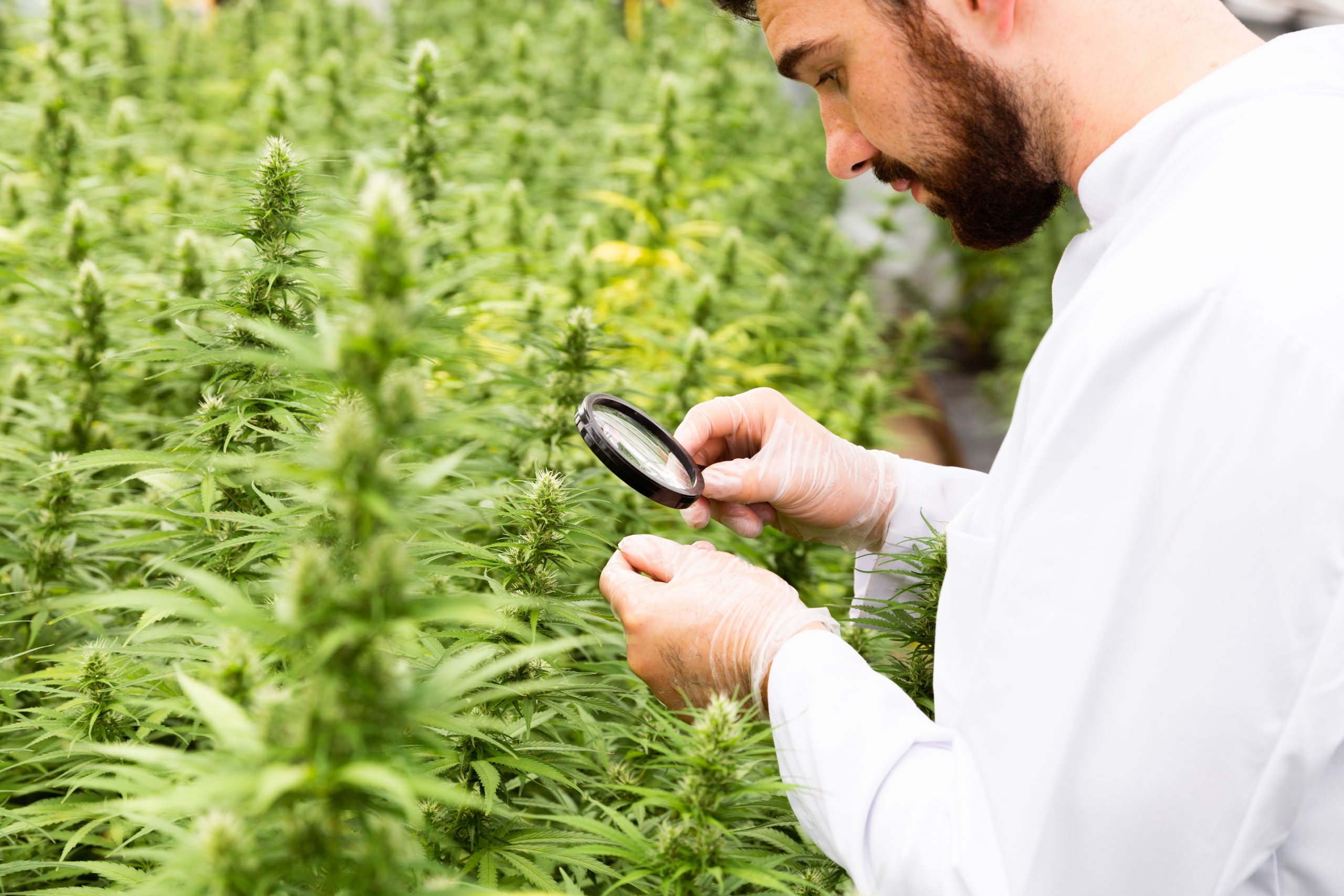 Coogni CBD Vollspektrum Hanföl Brandingreportage