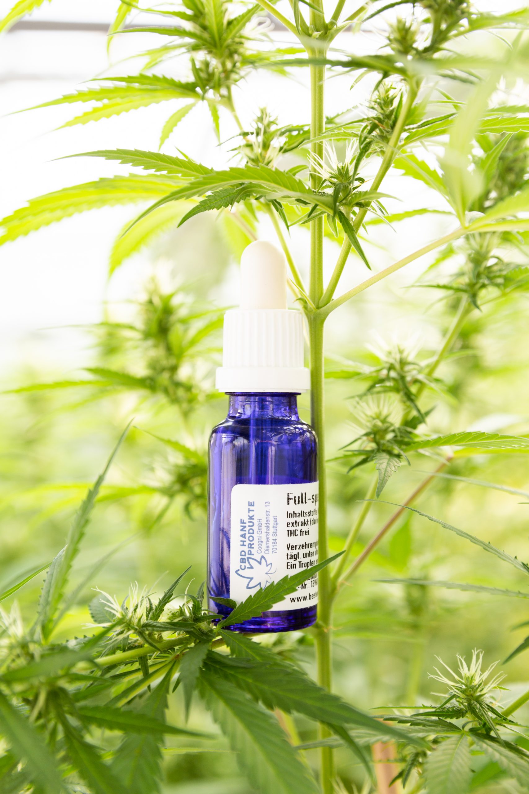 Coogni CBD Vollspektrum Hanföl Brandingreportage